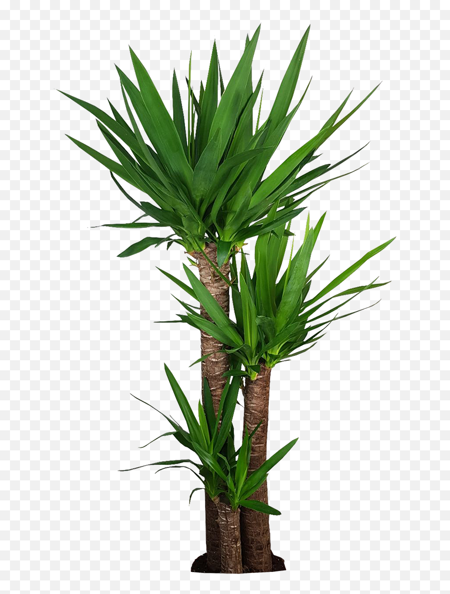 Corn Stalk Dracaena Silk Plant - Houseplant Png,Corn Stalk Png