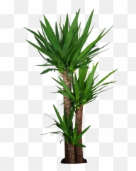 Corn Stalk Dracaena Silk Plant - Houseplant Png,Corn Stalk Png