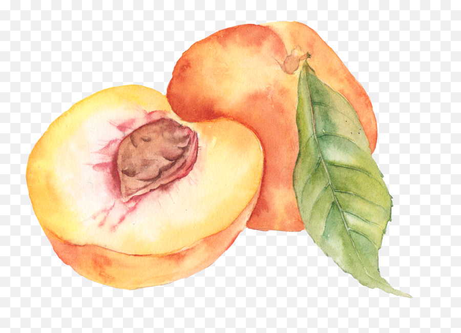 Peach Drawing Png - Peach Watercolour,Peach Png