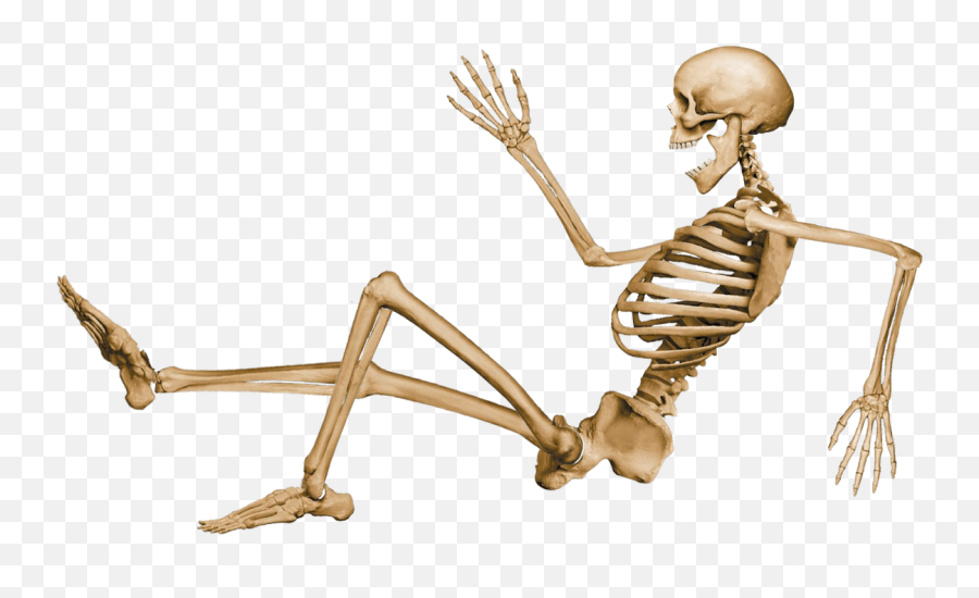 Skeleton Sitting Transparent Png - Physics Of The Muscles,Skeleton Png Transparent