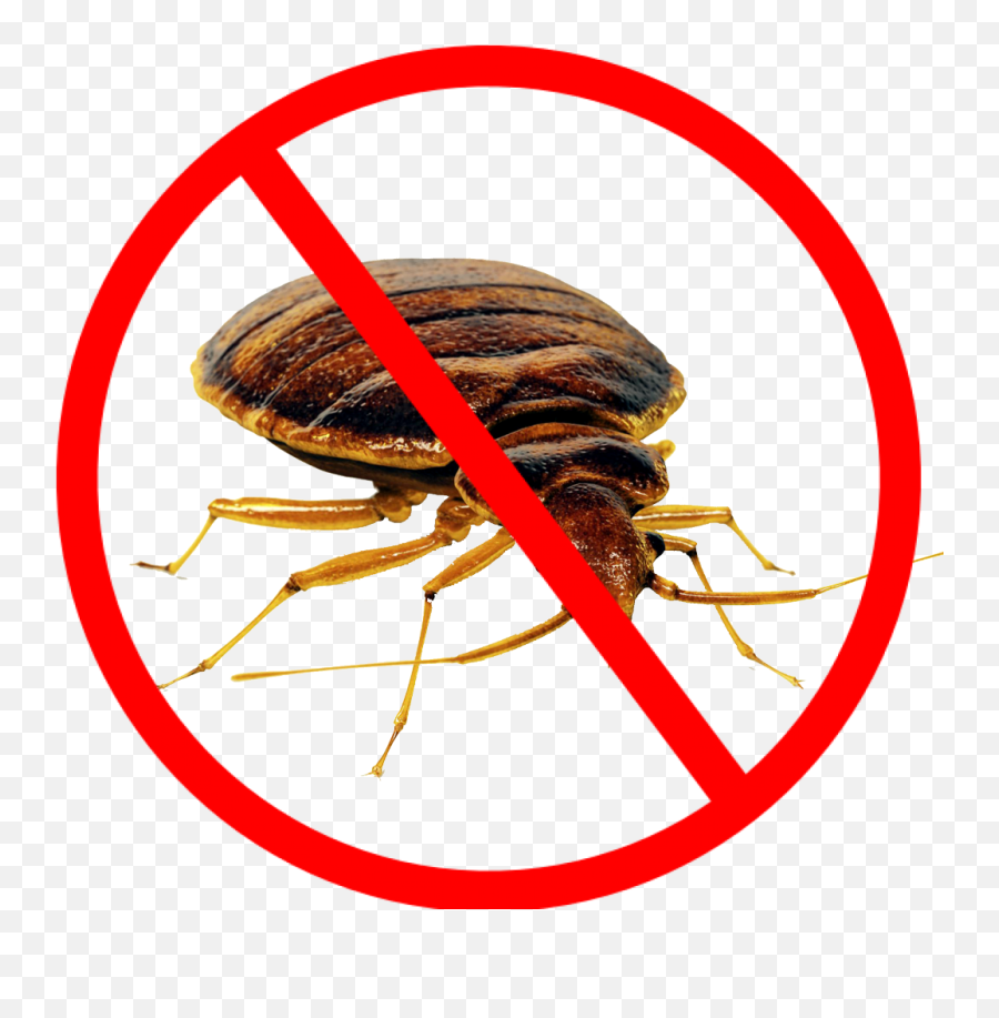 Bed Bug Png - Clipart Not Allowed Symbol Png,Transparent Bug