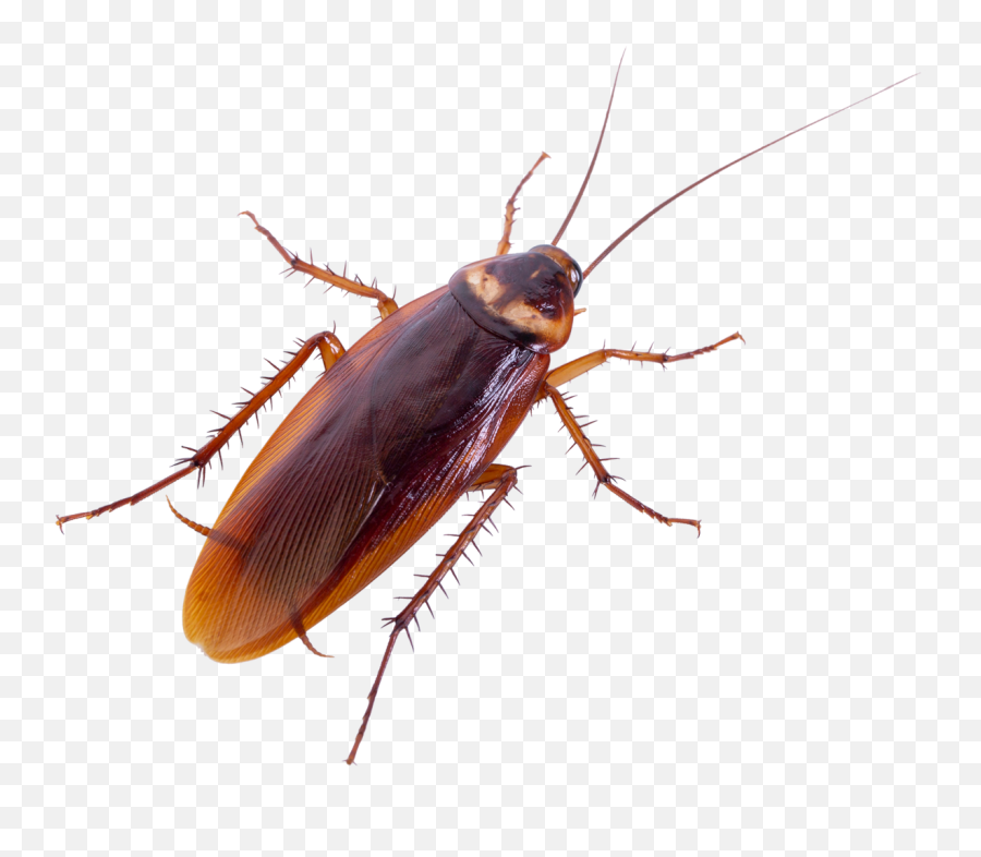 Oklahoma Homeowners Guide To Avoiding Cockroaches U2022 Swift Png Cockroach