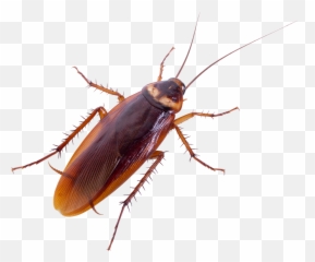 Oklahoma Homeowners Guide To Avoiding Cockroaches U2022 Swift Png Cockroach