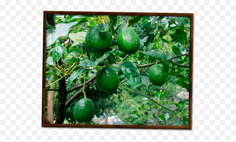 Aguacates Chahena - Inicio En U2013 Empresa Exportadora De Picture Frame Png,Aguacate Png