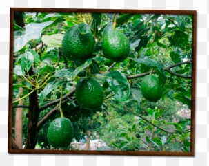 Aguacates Chahena - Inicio En U2013 Empresa Exportadora De Picture Frame Png,Aguacate Png