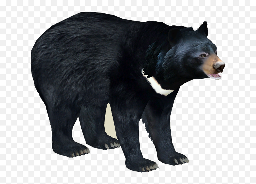 Download Asian Black Bear 3 - Asian Black Bear Png,Black Bear Png