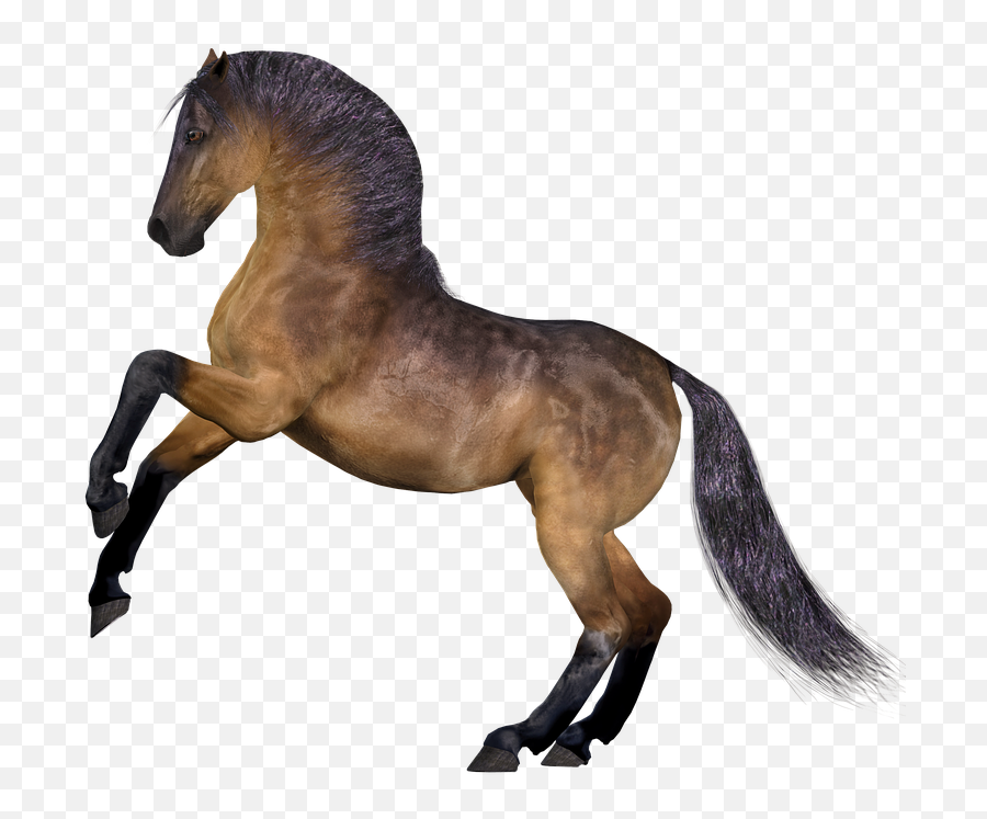 Horse Mane Head - Free Image On Pixabay Hest Png,Horse Head Png