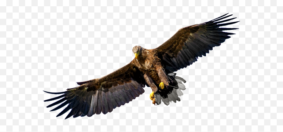 Vulture Photo Background Transparent Png Images And Svg - Bird Of Prey Transparent,Vulture Transparent