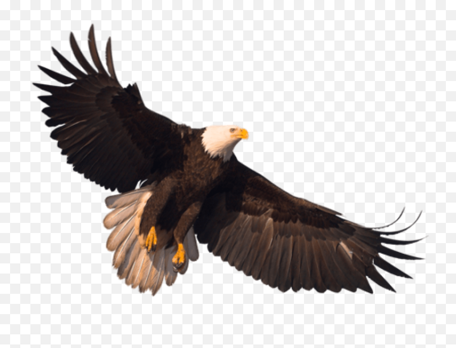 Eagle Png Image With Transparency Free - Eagle 4k Png,Prey Png
