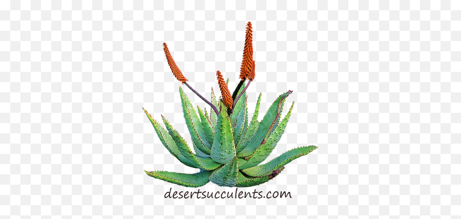 Aloe Vera Plant Description - Home Remedy For Pulmonary Tuberculosis Png,Desert Plant Png