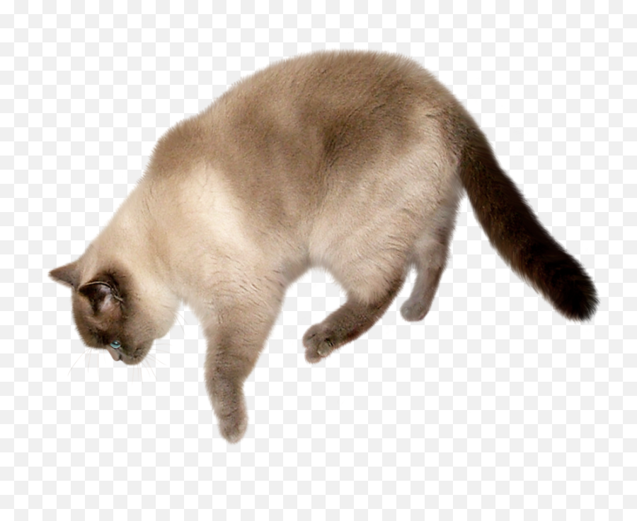 Download Cat Png Transparent Image - Cat Png Transparent,Transparent Cat