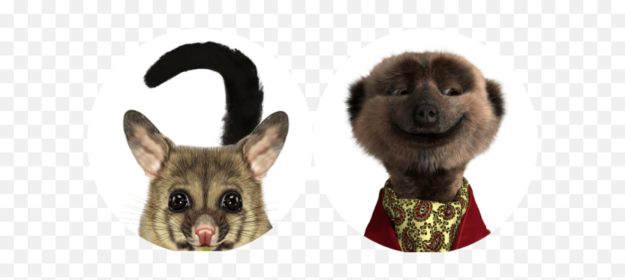 Lost Meerkats In Case Of Mistaken - Compare The Market Possums Png,Meerkat Icon