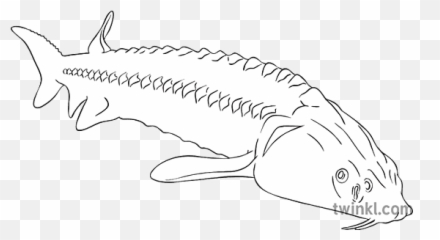 Steur Dier Vis Delta Dunarii Roemenië Ks2 Bw Rgb - Fish png
