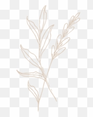 Contact - Twig png