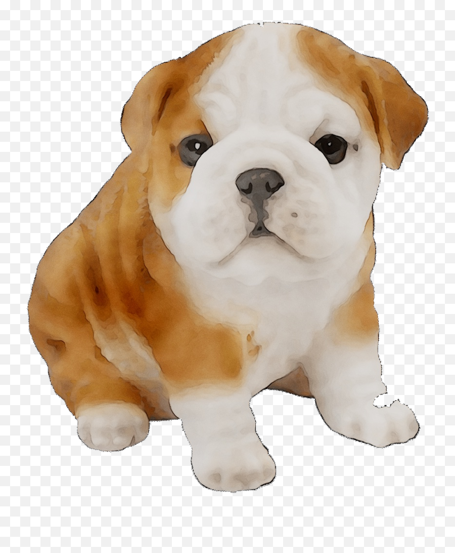 Download Toy Old Bulldog American Bulldogge Olde English - Cachorro Bulldog Ingles Dibujo Png,Icon For Dog Toy