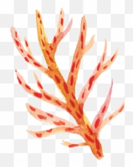 Orange Coral Cartoon Transparent - Background Clipart png