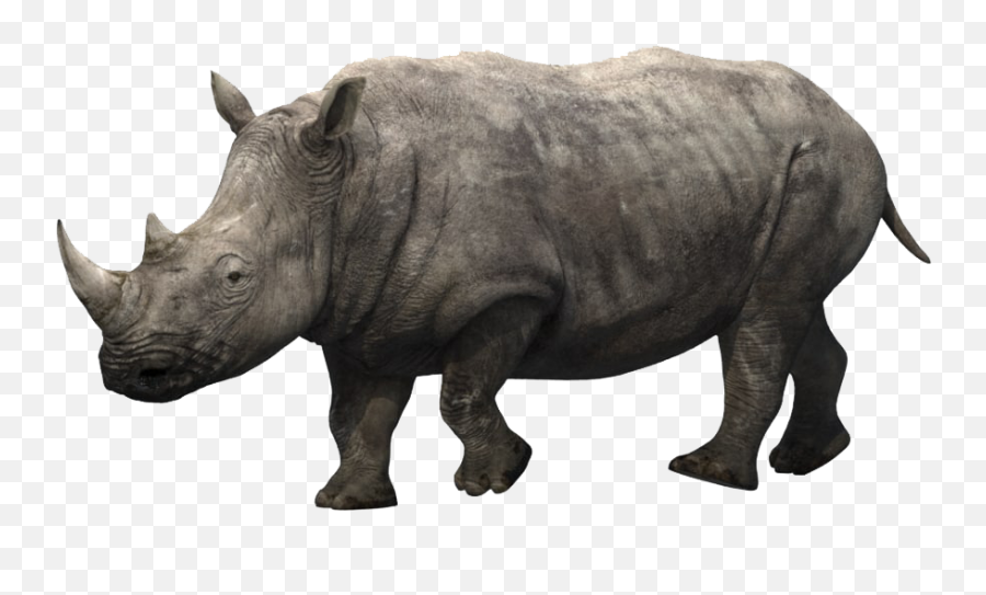 Rhino Png Images Download