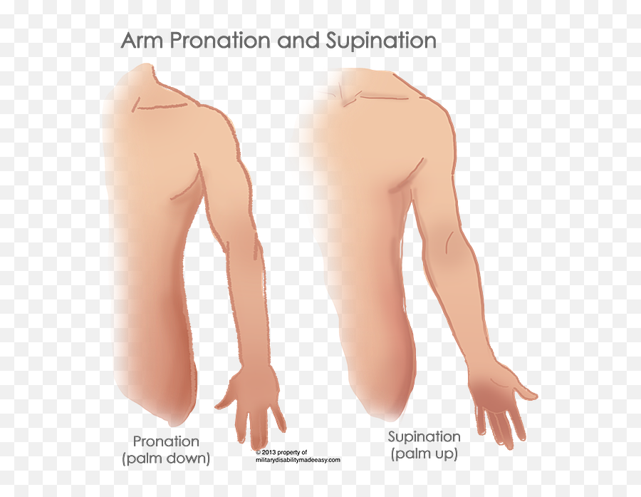 Index Of Imagesshoulder Muscles - Parathyroid Implantation Scar Wrist Png,Muscles Png