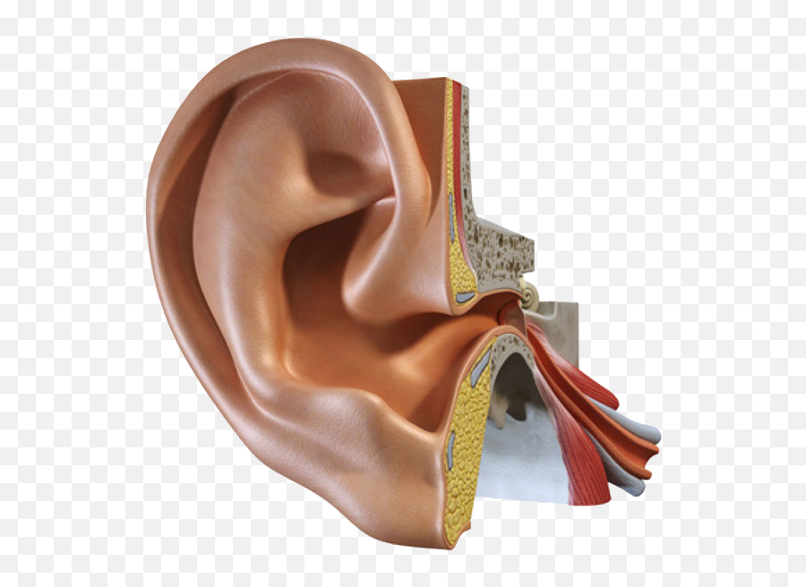 Ear Png Photo - Handbag,Ear Png