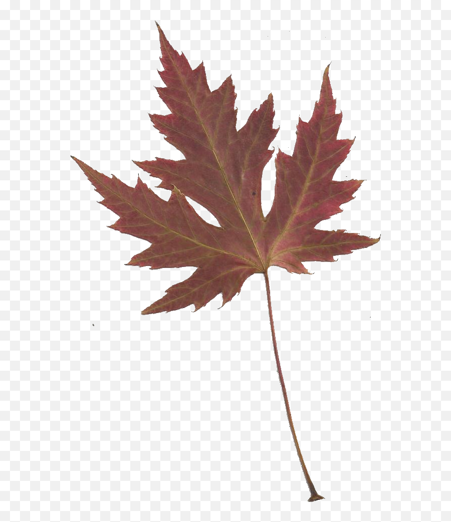 Japanese Maple Leaf Transparent Png - Japanese Maple Leaves Transparent,Japanese Maple Png
