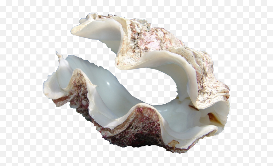 Clam Png Hd Transparent Hdpng Images Pluspng - Giant Clam Png,Shell Png