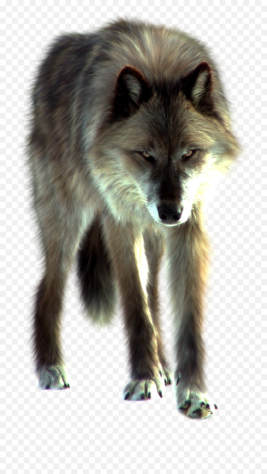 Wolves Clipart Front Picture 298636 - Wolf Png Front,Wolves Png