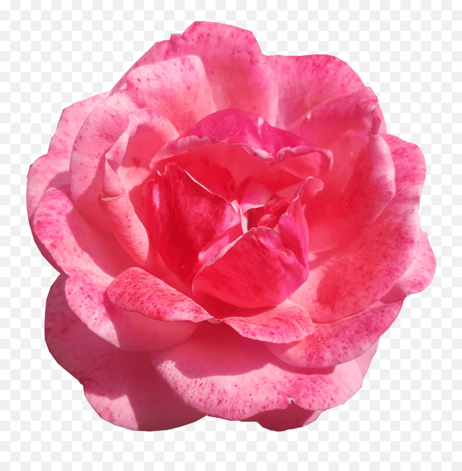 Single Pink Rose Transparent Background Flower Free Png Images - Single Pink Rose Transparent Background,Rose Transparent