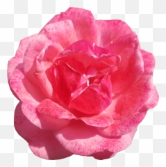 Single Pink Rose Transparent Background Flower Free Png Images - Single Pink Rose Transparent Background,Rose Transparent