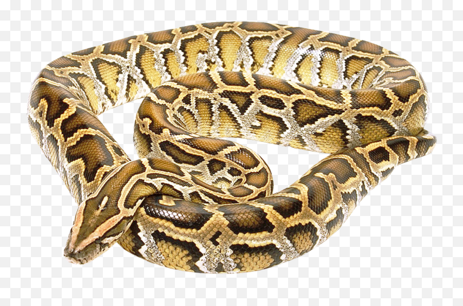 Snake Png Image For Free Download - Burmese Python No Background,Snake Transparent Background