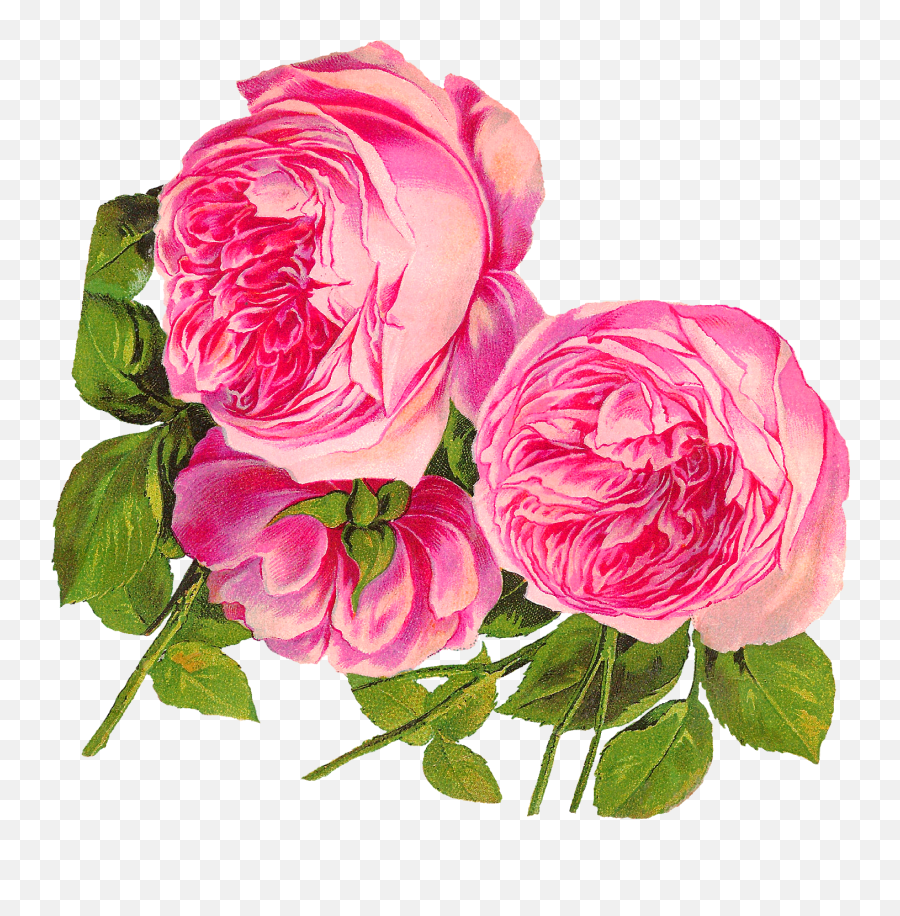 Antique Images Digital Botanical Artwork Pink Rose Clip Art - Botanical Flower Illustration Png,Flower Illustration Png