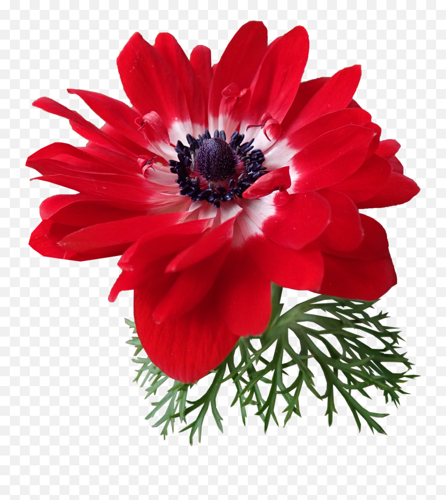 Anemone Red Flower Plant Garden - African Daisy Png,Anemone Png