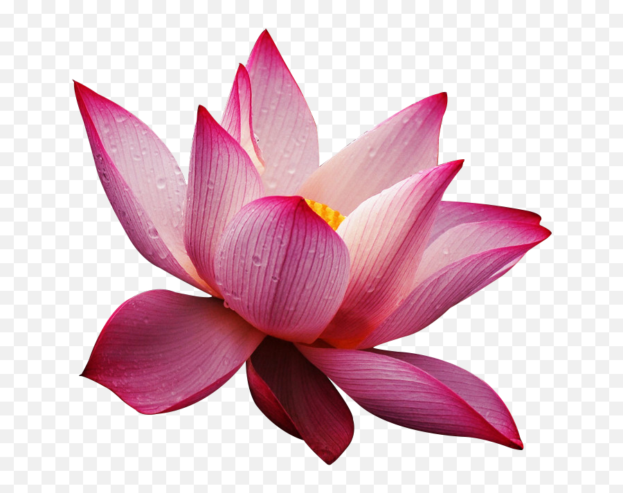 Lotus Flower Wallpaper Free Download - Lotus Flower High Resolution  Textures Png,Lotus Flower Png - free transparent png images 