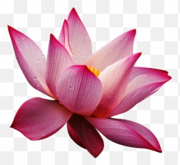 Lotus Flower Wallpaper Free Download - High Resolution Textures png