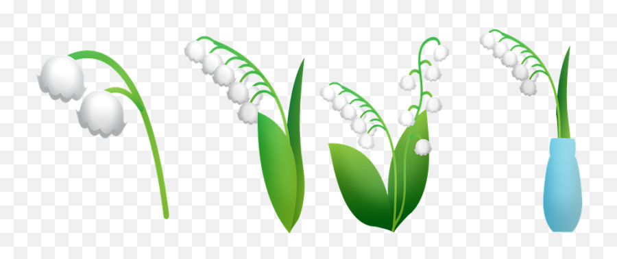 Free Lily Of The Valley Flower - Lilly Of The Valley Graphic Png,Lily Of The Valley Png