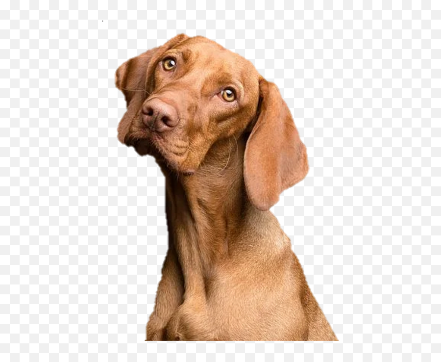 Dog Png Pets - Free Image On Pixabay Floppy Ear Dog,Dog Ears Png