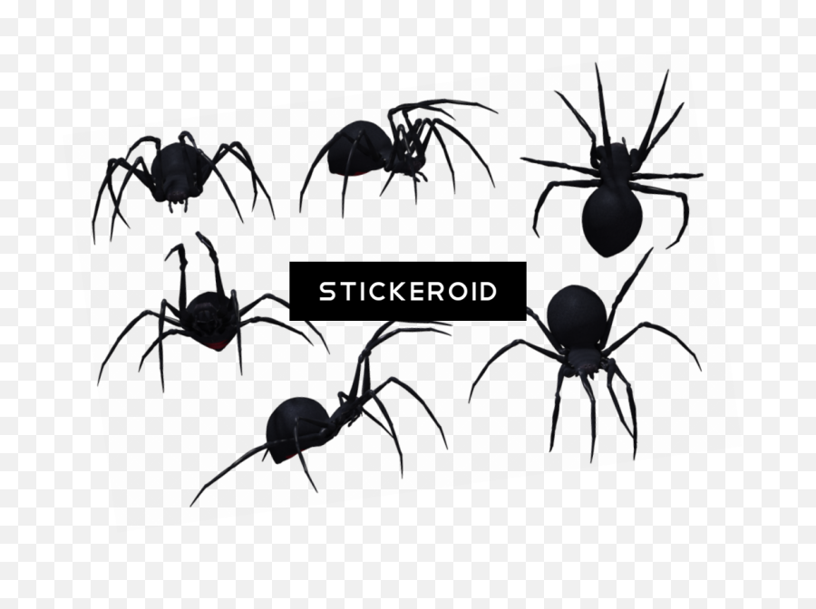 Download Spider Insects - Free Hugs With Spiders Tshirt Black Widow Spider Png,Spiders Png