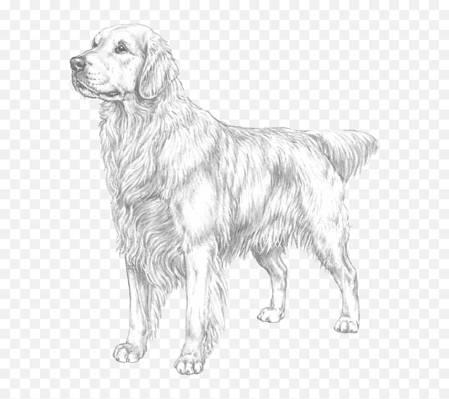 Golden Retriever - Pedigreed Breeds Dogwellnetcom Golden Retriever Coloring Pages Png,Golden Retriever Png