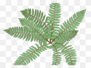 Clipart Wallpaper Blink - Fern Drawing Png,Ferns Png