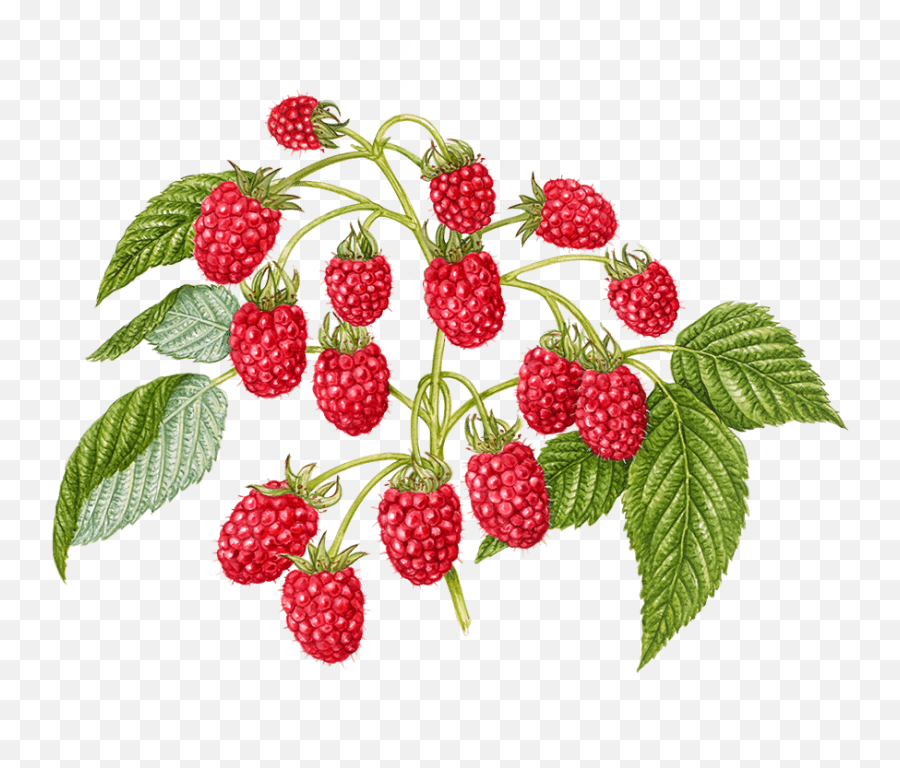 Raspberry Gummies - Wyld Fresh Png,Raspberry Png