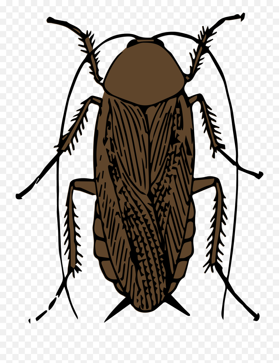 Clipart - Cockroach Black And White Png Download Full Cockroach Smoking A Roach,Cockroach Png