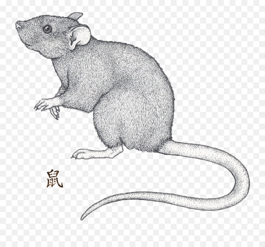 Rat Monthly Horoscope October 2020 Sunsignscom - Brown Rat Png,Rat Transparent Background