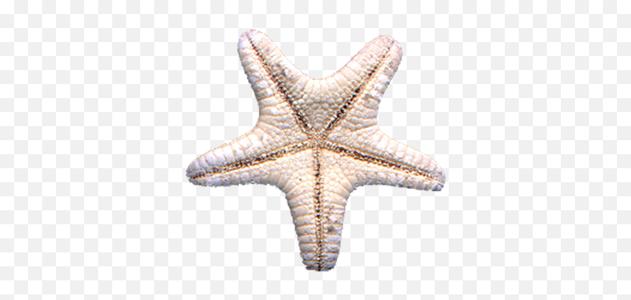 Download Starfish Png - Photo Starfish Full Size Png Paperweight,Starfish Png