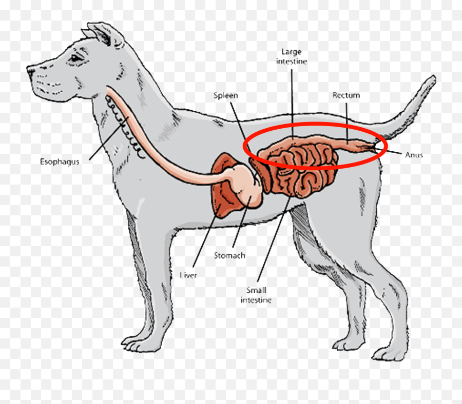Download Hd Short Digestive Tracts And Gastrointestinal - Digestive System Of A Husky Png,Digestive System Png