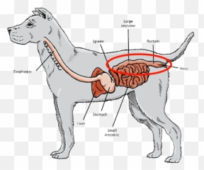 Download Hd Short Digestive Tracts And Gastrointestinal - Digestive System Of A Husky Png,Digestive System Png
