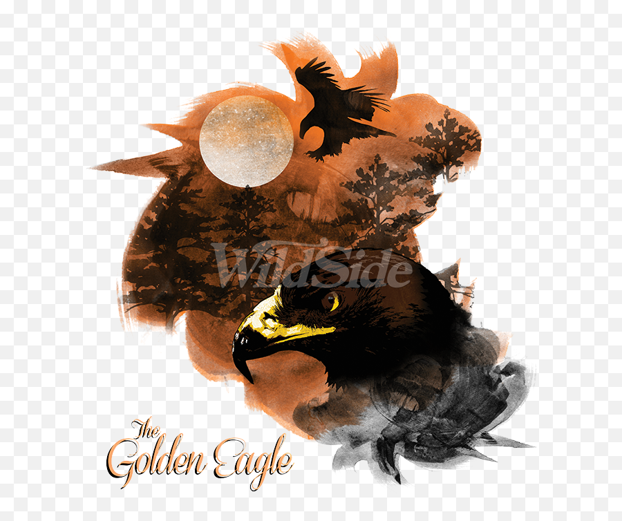 Download Birds Of Prey Golden Eagle - Illustration Png,Prey Png