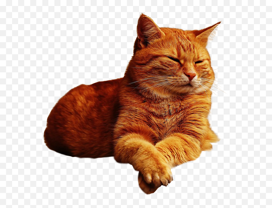 Ginger Cat Lazing No Background Image - Transparent Background Cat Transparent Png,Transparent Cat