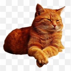Ginger Cat Lazing No Background Image - Transparent png