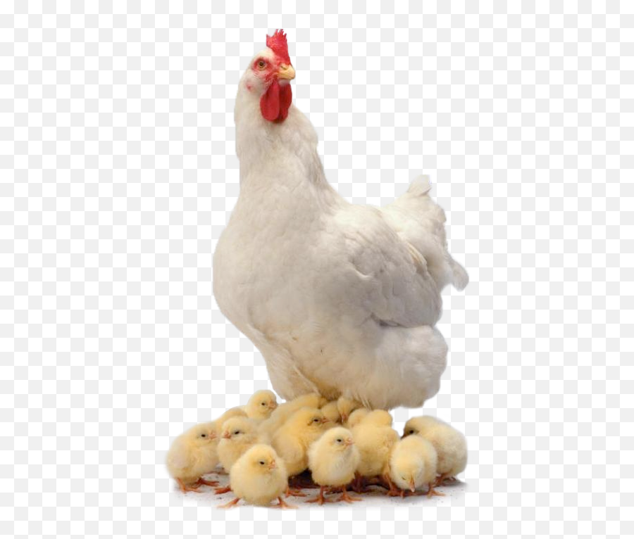 Chicken And Cubs Png Transparent - Chicken Family Png,Cubs Png