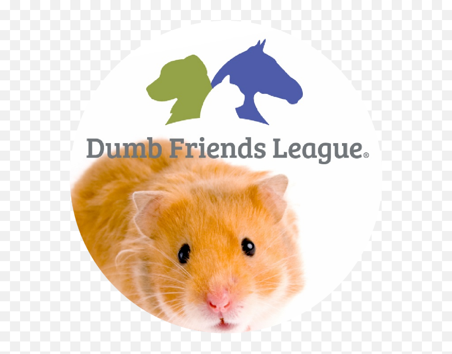 Popsockets Official - Golden Hamster Png,Rat Icon League