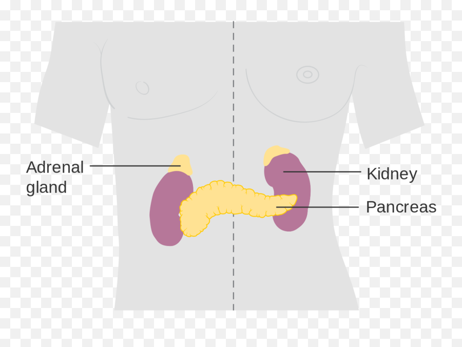 9 - Kidney Pancreas Adrenal Glands Png,Adrenal Icon